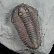 Large Flexicalymene Trilobite From Ohio - #10411-3